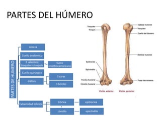 PARTES DEL HÚMEROPARTESDEHUMERO
cabeza
Cuello quirúrgico
Cuello anatómico
2 salientes:
troquiter y troquín
Surco
intertrocantereano
diáfisis
3 caras
3 bordes
Extremidad inferior
tróclea epitroclea
cóndilo epicóndilo
 