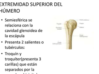 EXTREMIDAD SUPERIOR DEL
HÚMERO
• Semiesférica se
relaciona con la
cavidad glenoidea de
la escápula
• Presenta 2 salientes o
tubérculos:
• Troquín y
troquíter(presenta 3
carillas) que están
separados por la
 