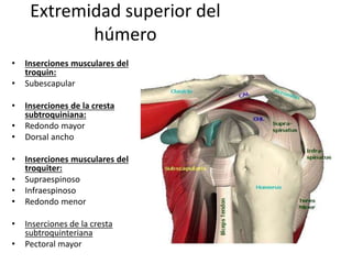 Extremidad superior del
húmero
• Inserciones musculares del
troquin:
• Subescapular
• Inserciones de la cresta
subtroquiniana:
• Redondo mayor
• Dorsal ancho
• Inserciones musculares del
troquiter:
• Supraespinoso
• Infraespinoso
• Redondo menor
• Inserciones de la cresta
subtroquinteriana
• Pectoral mayor
 