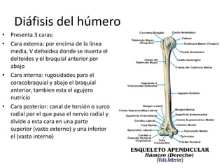Diáfisis del húmero
• Presenta 3 caras:
• Cara externa: por encima de la línea
media, V deltoidea donde se inserta el
deltoides y el braquial anterior por
abajo
• Cara interna: rugosidades para el
coracobraquial y abajo el braquial
anterior, tambien esta el agujero
nutricio
• Cara posterior: canal de torsión o surco
radial por el que pasa el nervio radial y
divide a esta cara en una parte
superior (vasto externo) y una inferior
el (vasto interno)
 