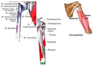 Vasto
ext.Vasto int.
Cara posterior
 