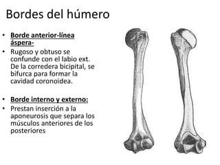 Bordes del húmero
• Borde anterior-línea
áspera-
• Rugoso y obtuso se
confunde con el labio ext.
De la corredera bicipital, se
bifurca para formar la
cavidad coronoidea.
• Borde interno y externo:
• Prestan inserción a la
aponeurosis que separa los
músculos anteriores de los
posteriores
 