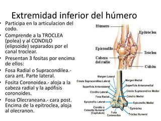 Extremidad inferior del húmero
• Participa en la articulacion del
codo.
• Comprende a la TROCLEA
(polea) y al CONDILO
(elipsoide) separados por el
canal troclear.
• Presentan 3 fositas por encima
de ellos:
• Fosa Radial o Supracondilea.-
cara ant. Parte lateral.
• Fosita Coronoidea.- aloja a la
cabeza radial y la apófisis
coronoides.
• Fosa Olecraneana.- cara post.
Encima de la epitroclea, aloja
al olecranon.
 