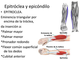 Epitróclea y epicóndilo
• EPITROCLEA.
Eminencia triangular por
encima de la tróclea,
da inserción a:
*Palmar mayor
*Palmar menor
*Pronador redondo
*Flexor común superficial
de los dedos
*Cubital anterior
 