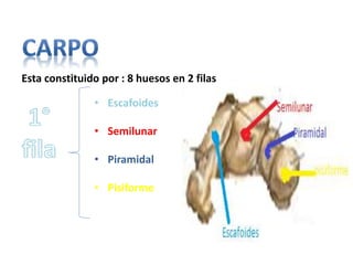 Esta constituido por : 8 huesos en 2 filas
• Escafoides
• Semilunar
• Piramidal
• Pisiforme
 