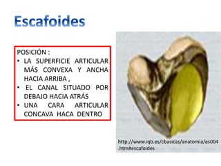 POSICIÓN :
• LA SUPERFICIE ARTICULAR
MÁS CONVEXA Y ANCHA
HACIA ARRIBA ,
• EL CANAL SITUADO POR
DEBAJO HACIA ATRÁS
• UNA CARA ARTICULAR
CONCAVA HACA DENTRO
http://www.iqb.es/cbasicas/anatomia/es004
.htm#escafoides
 