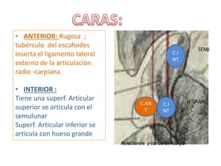 • ANTERIOR: Rugosa ;
tubérculo del escafoides
inserta el ligamento lateral
externo de la articulación
radio -carpiana
• INTERIOR :
Tiene una superf. Articular
superior se articula con el
semulunar
Superf. Articular inferior se
articula con hueso grande
Relaciones y caras del carpo
C.AN
T
C.I
NT
C.I
NT
SEMI
H.GRAN
 