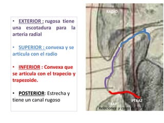 • EXTERIOR : rugosa tiene
una escotadura para la
arteria radial
• SUPERIOR : convexa y se
articula con el radio
• INFERIOR : Convexa que
se articula con el trapecio y
trapezoide.
• POSTERIOR: Estrecha y
tiene un canal rugoso
Relaciones y caras del carpo
RADIO
TRAP
PTRAZ
 