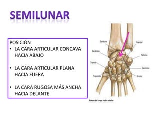 POSICIÓN
• LA CARA ARTICULAR CONCAVA
HACIA ABAJO
• LA CARA ARTICULAR PLANA
HACIA FUERA
• LA CARA RUGOSA MÁS ANCHA
HACIA DELANTE
 