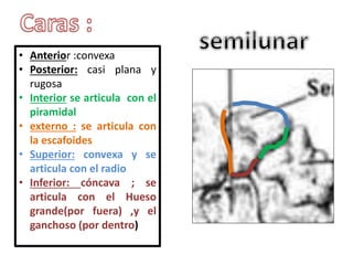 • Anterior :convexa
• Posterior: casi plana y
rugosa
• Interior se articula con el
piramidal
• externo : se articula con
la escafoides
• Superior: convexa y se
articula con el radio
• Inferior: cóncava ; se
articula con el Hueso
grande(por fuera) ,y el
ganchoso (por dentro)
 