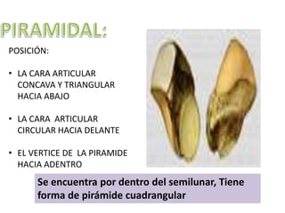 POSICIÓN:
• LA CARA ARTICULAR
CONCAVA Y TRIANGULAR
HACIA ABAJO
• LA CARA ARTICULAR
CIRCULAR HACIA DELANTE
• EL VERTICE DE LA PIRAMIDE
HACIA ADENTRO
Se encuentra por dentro del semilunar, Tiene
forma de pirámide cuadrangular
 