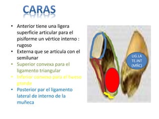 • Anterior tiene una ligera
superficie articular para el
pisiforme un vértice interno :
rugoso
• Externa que se articula con el
semilunar
• Superior convexa para el
ligamento triangular
• Inferior convexa para el hueso
grande
• Posterior par el ligamento
lateral de interno de la
muñeca
LIG.LA
TE.INT
(MÑC)
 