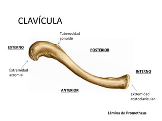 CLAVÍCULA
INTERNO
ANTERIOR
POSTERIOR
EXTERNO
Lámina de Prometheus
Tuberosidad
conoide
Extremidad
acromial
Extremidad
costoclavicular
 