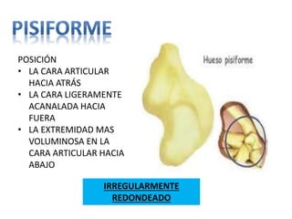POSICIÓN
• LA CARA ARTICULAR
HACIA ATRÁS
• LA CARA LIGERAMENTE
ACANALADA HACIA
FUERA
• LA EXTREMIDAD MAS
VOLUMINOSA EN LA
CARA ARTICULAR HACIA
ABAJO
IRREGULARMENTE
REDONDEADO
 