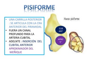 • UNA CARRILLA POSTERIOR
: SE ARTICULA CON LA CRA
ANTERIOR DEL PIRAMIDAL
• FUERA UN CANAL
PROFUNDO PARA LA
ARTERIA CUBITAL
• ADELNTE : INSERCIÓN DEL
CUBITAL ANTERIOR
APROXIMADOR DEL
MEÑIQUE
CUB
ANT
APRO
5°
 