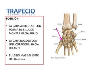 POSICIÓN
• LA CARA ARTICULAR CON
FORMA De SILLA DE
MONTAR HACIA ABAJO
• LA CARA RUGOSA CON
UNA CORRDORA HACIA
DELANTE
• EL LABIO MAS SALIENTE
HACIA AFUERA
 