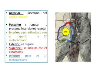 • Anterior . inserción del
palmar mayor
• Posterior : rugoso ,
presenta inserciones rugosa
• Interior: para articularse con
el trapecio y 2°
metacarpiano
• Exterior: es rugosa
• Superior: se articula con el
escafoides
• Inferior: para el 1°
metacarpiano
1°
2°
ESCAFOI
TRA
Z
Pl>
 