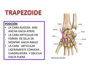 POSICIÓN
• LA CARA RUGOSA MÁS
ANCHA HACIA ATRÁS
• LA CARA ARTICULAR EN
FORMA DE SILLA DE
MONTAR HACIA ABAJO
• LA CARA ARTICULAR
LIGERAMENTE CONVEXA ,
CUADRILATERA Y OBLICUA
HACIA FUERA
 