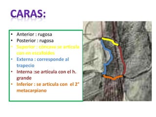 • Anterior : rugosa
• Posterior : rugosa
• Superior : cóncava se articula
con en escafoides
• Externa : corresponde al
trapecio
• Interna :se articula con el h.
grande
• Inferior : se articula con el 2°
metacarpiano
 