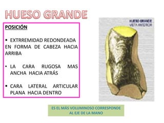 POSICIÓN
 EXTRREMIDAD REDONDEADA
EN FORMA DE CABEZA HACIA
ARRIBA
• LA CARA RUGOSA MAS
ANCHA HACIA ATRÁS
 CARA LATERAL ARTICULAR
PLANA HACIA DENTRO
ES EL MÁS VOLUMINOSO CORRESPONDE
AL EJE DE LA MANO
 