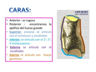 • Anterior : es rugosa
• Posterior : encontramos la
apófisis del hueso grande
• Superior: convexa se articula
con el semilunar y escafoides
• inferior: se articula con el 2°; 3°,
4 metacarpiano
• Externa se articula con el
escafoides
• Interna se articula con hueso
ganchoso
 