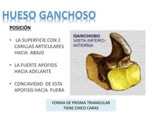 POSICIÓN
• LA SUPERFICIE CON 2
CARILLAS ARTICULARES
HACIA ABAJO
• LA FUERTE APOFISIS
HACIA ADELANTE
• CONCAVIDAD DE ESTA
APOFISIS HACIA FUERA
FORMA DE PRISMA TRIANGULAR
TIENE CINCO CARAS
 