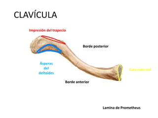 CLAVÍCULA
INTERNO
Ásperas
del
deltoides
Impresión del trapecio
Cara esternal
Borde posterior
Borde anterior
Lamina de Prometheus
 