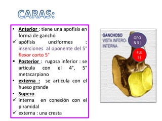 • Anterior : tiene una apofisis en
forma de gancho
 apófisis unciformes :
inserciones al oponente del 5°
flexor corto 5°
 Posterior : rugosa inferior : se
articula con el 4°, 5°
metacarpiano
• externa : se articula con el
hueso grande
• Supero
 interna en conexión con el
piramidal
 externa : una cresta
OPO
N 5|
FLE
5|
 