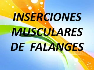 INSERCIONES
MUSCULARES
DE FALANGES
 