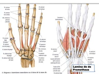Lamina de de
Prometheus
 