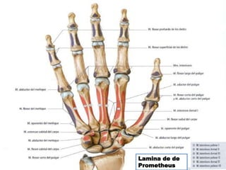 Lamina de de
Prometheus
 