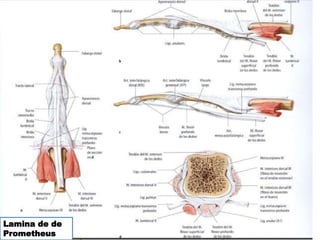 Lamina de de
Prometheus
 