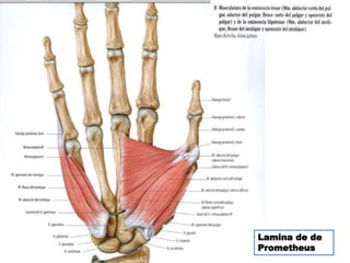 Lamina de de
Prometheus
 