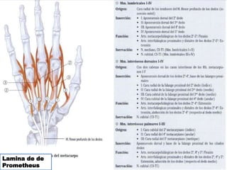Lamina de de
Prometheus
 