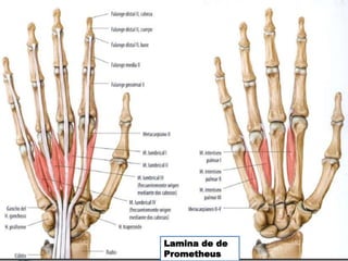 Lamina de de
Prometheus
 