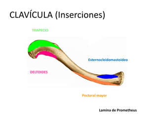CLAVÍCULA (Inserciones)
TRAPECIO
DELTOIDES
Pectoral mayor
Esternocleidomastoideo
Lamina de Prometheus
 