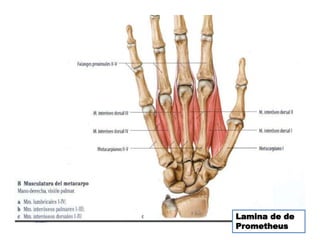 Lamina de de
Prometheus
 