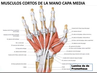 MUSCULOS CORTOS DE LA MANO CAPA MEDIA
Lamina de de
Prometheus
 