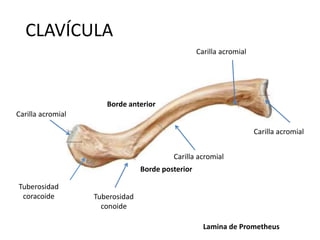 CLAVÍCULA
Borde posterior
Borde anterior
Carilla acromial
Tuberosidad
coracoide Tuberosidad
conoide
Carilla acromial
Carilla acromial
Carilla acromial
Lamina de Prometheus
 