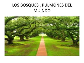 LOS BOSQUES , PULMONES DEL
         MUINDO
 