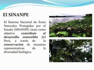El SINANPE
El Sistema Nacional de Áreas
Naturales Protegidas por el
Estado (SINANPE) tiene como
objetivo     contribuir   al
desarrollo sostenible del
Perú, a través de         la
conservación de muestras
representativas       de  la
diversidad biológica.
 