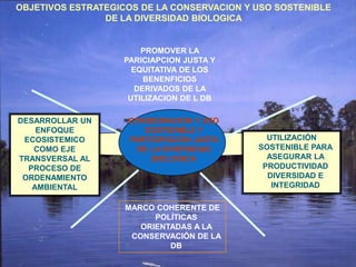 OBJETIVOS ESTRATEGICOS DE LA CONSERVACION Y USO SOSTENIBLE
                DE LA DIVERSIDAD BIOLOGICA


                       PROMOVER LA
                   PARICIAPCION JUSTA Y
                     EQUITATIVA DE LOS
                        BENENFICIOS
                      DERIVADOS DE LA
                    UTILIZACION DE L DB

DESARROLLAR UN      CONSERVACION Y USO
    ENFOQUE            SOSTENIBLE Y
 ECOSISTEMICO       PARTICIPACION JUSTA       UTILIZACIÓN
   COMO EJE          DE LA DIVERSIDAD       SOSTENIBLE PARA
TRANSVERSAL AL           BIOLOGICA            ASEGURAR LA
  PROCESO DE                                 PRODUCTIVIDAD
 ORDENAMIENTO                                 DIVERSIDAD E
   AMBIENTAL                                   INTEGRIDAD

                    MARCO COHERENTE DE
                          POLÍTICAS
                       ORIENTADAS A LA
                     CONSERVACIÓN DE LA
                             DB
 