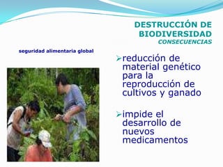 DESTRUCCIÓN DE
                                   BIODIVERSIDAD
                                       CONSECUENCIAS
seguridad alimentaria global
                               reducción de
                                material genético
                                para la
                                reproducción de
                                cultivos y ganado

                               impide el
                                desarrollo de
                                nuevos
                                medicamentos
 