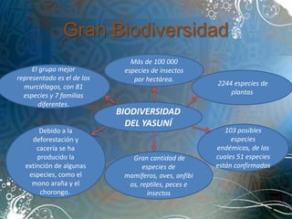 Gran Biodiversidad
                               Más de 100 000
     El grupo mejor          especies de insectos
representado es el de los       por hectárea.
  murciélagos, con 81                                  2244 especies de
  especies y 7 familias                                    plantas
       diferentes.
                            BIODIVERSIDAD
                              DEL YASUNÍ
       Debido a la                                        103 posibles
    deforestación y                                         especies
      cacería se ha                                    endémicas, de las
      producido la             Gran cantidad de        cuales 51 especies
  extinción de algunas             especies de         están confirmadas
   especies, como el         mamíferos, aves, anfibi
    mono araña y el           os, reptiles, peces e
       chorongo.                     insectos
 