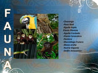 -Chorongo
-Pavo Real
-Águila Arpía
Elanio Plomizo
-Águila Crestado
-Elanio Caracolero
-Pantera
-Murciélago Frutero
-Mono araña
-Nutria Gigante
-Delfín Amazónico
 