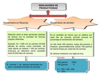 INDICADORES DE PRODUCTIVIDAD Rendimiento en Rizomas Rendimiento de almidón Relación entre el área sembrada (plantas de achira) con la cantidad de rizomas (papas) obtenidas. Ejemplo: En 1.000 m2 se siembra 40.000 plantas de achira, como promedio, de cada planta se obtiene 1 kilo de rizomas; entonces se obtendría como resultado total 40.000 kilos de rizomas. Es la cantidad de harina que se obtiene por cada kilo de rizomas, permite conocer en porcentaje el rendimiento del almidón.   Un kilo tiene 454 gramos, luego del proceso y limpieza, aproximadamente queda 160 gramos de harina limpia por cada kilo de rizomas. Se obtiene mediante una regla de tres. R. rizomas =  No. plantas sembradas por  área x cantidad promedio de rizomas Ejemplo: 454 gramos  100% 160 gramos  X X = 100 x 160 / 454 X =  35%. 