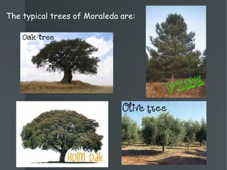 The typical trees of Moraleda are: 