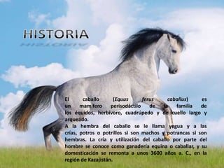 El      caballo       (Equus      ferus    caballus)    es
un     mamífero     perisodáctilo    de  la   familia   de
los équidos, herbívoro, cuadrúpedo y de cuello largo y
arqueado.
A la hembra del caballo se le llama yegua y a las
crías, potros o potrillos si son machos y potrancas si son
hembras. La cría y utilización del caballo por parte del
hombre se conoce como ganadería equina o caballar, y su
domesticación se remonta a unos 3600 años a. C., en la
región de Kazajistán.
 