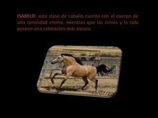ISABELO: esta clase de caballo cuenta con el cuerpo de
una tonalidad crema, mientras que las crines y la cola
poseen una coloración más oscura.
 
