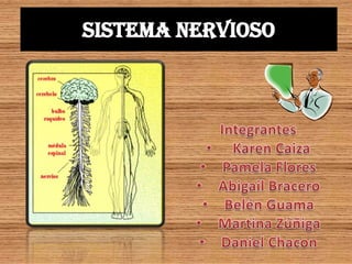 Sistema nervioso

 